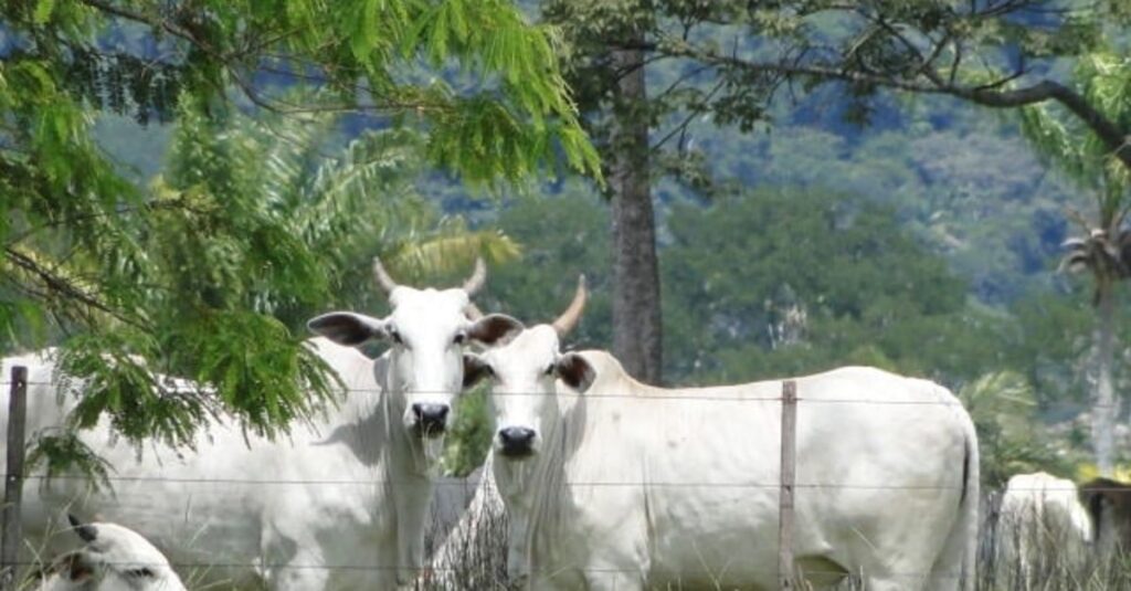 'Este é o momento de investir na pecuária', diz Gabriel Garcia Cid, da ABCZ
