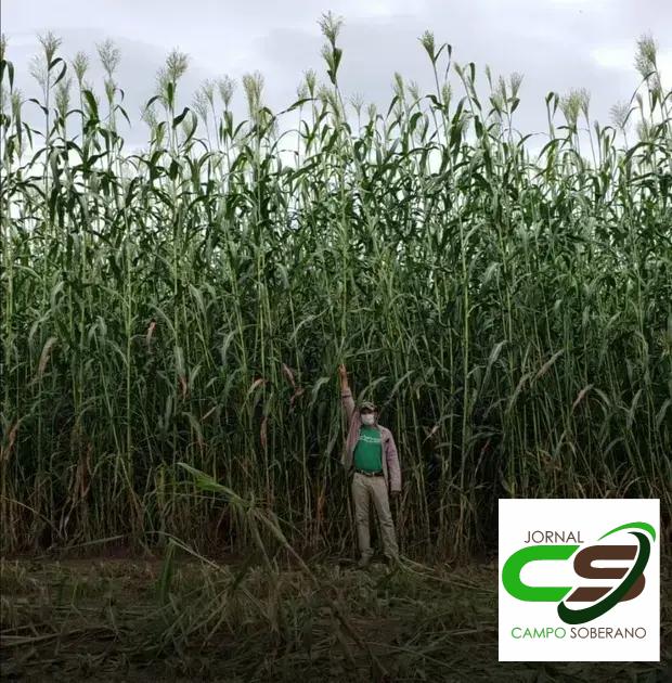 Orientações de Plantio e Manejo do Mega Sorgo Santa Elisa em Brejo Santo