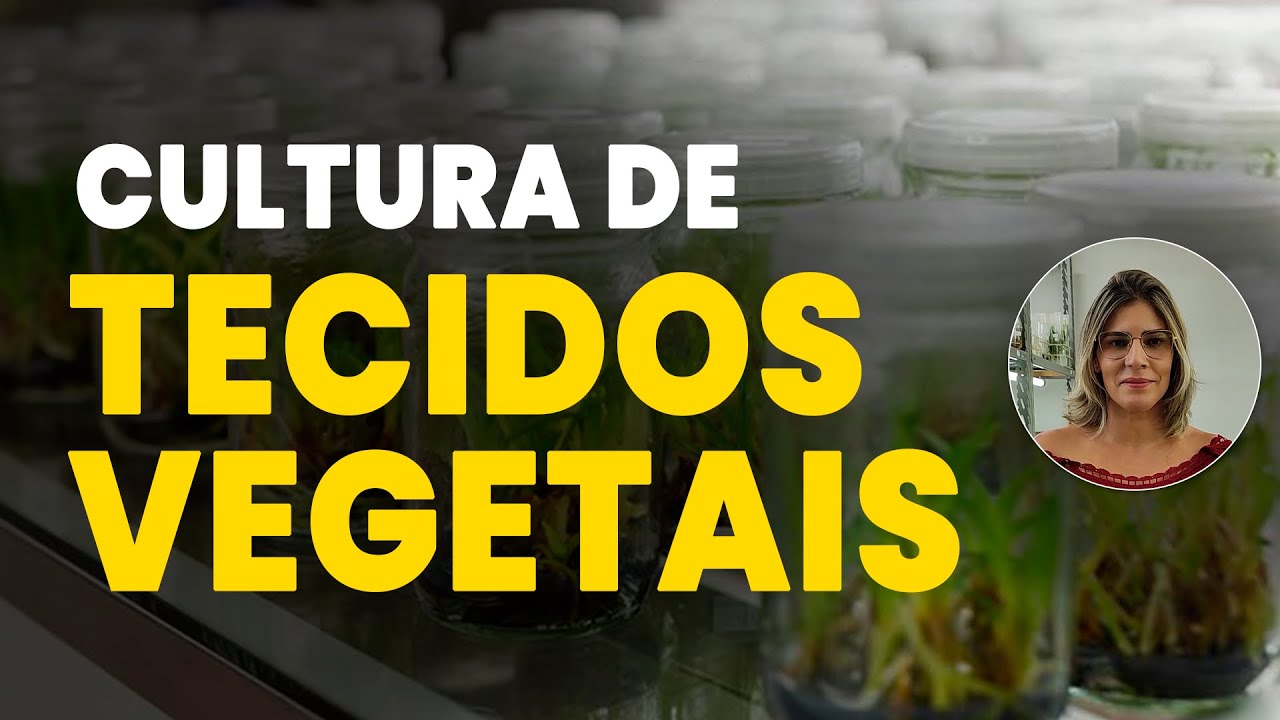 Ornamentais: Cultura de Tecidos