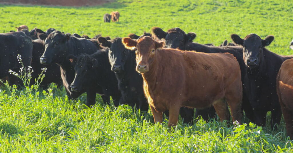 indicador segue oscilando e produtores ficam incertos quanto a oferta