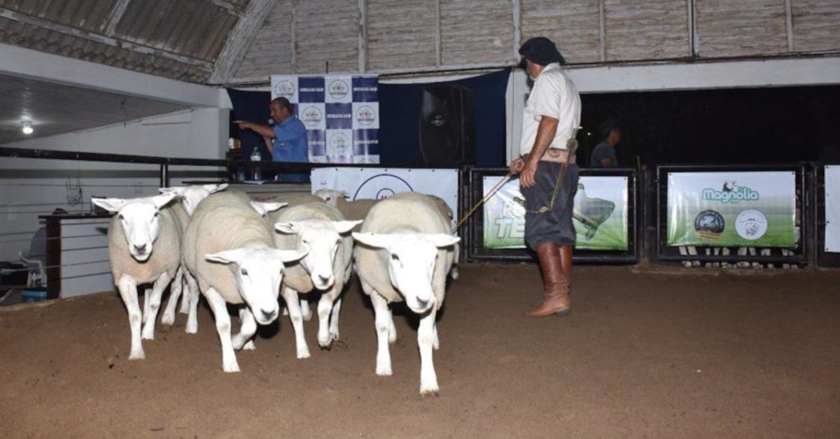 painel sobre ovinocultura é destaque na Agrovino de Bagé • Portal DBO