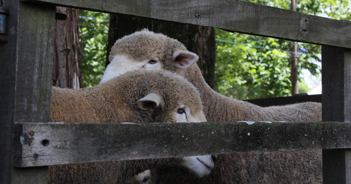 Ovinocultura Gourmet: concursos impulsionam feiras pecuárias