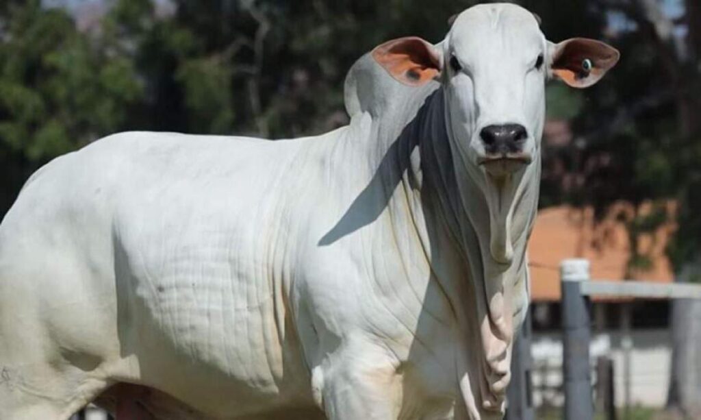 Pecuária brasileira tem prejuízos próximos a R$ 70 bilhões devido aos parasitas internos e externos