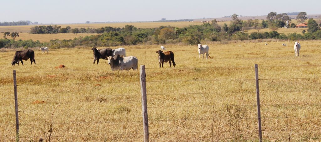 Altas temperaturas afetam a pecuária - A Gazeta News