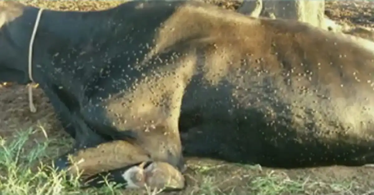 Perdas de peso em bovinos: Moscas são as culpadas? 20 Perdas de peso em bovinos: Moscas são as culpadas?