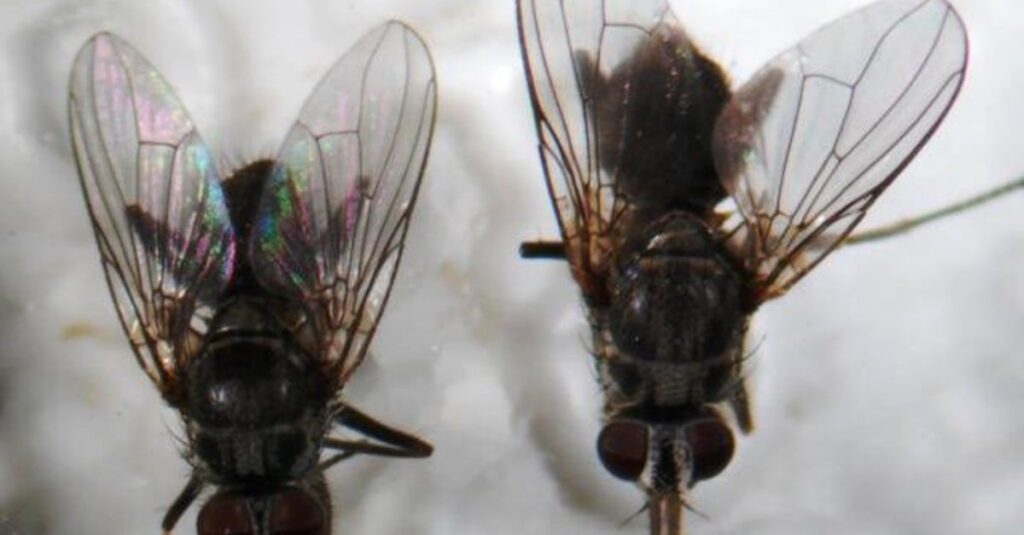 Perigo na suinocultura: vetores de doenças 8 Moscas e roedores são os principais vetores de doenças na suinocultura