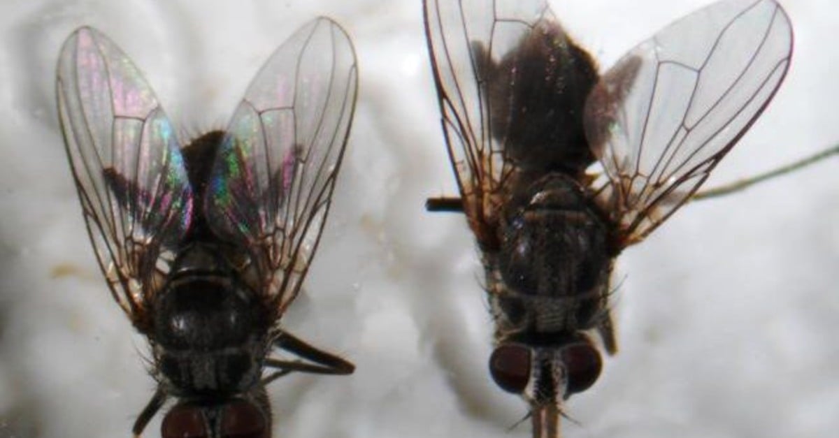 Perigo na suinocultura: vetores de doenças