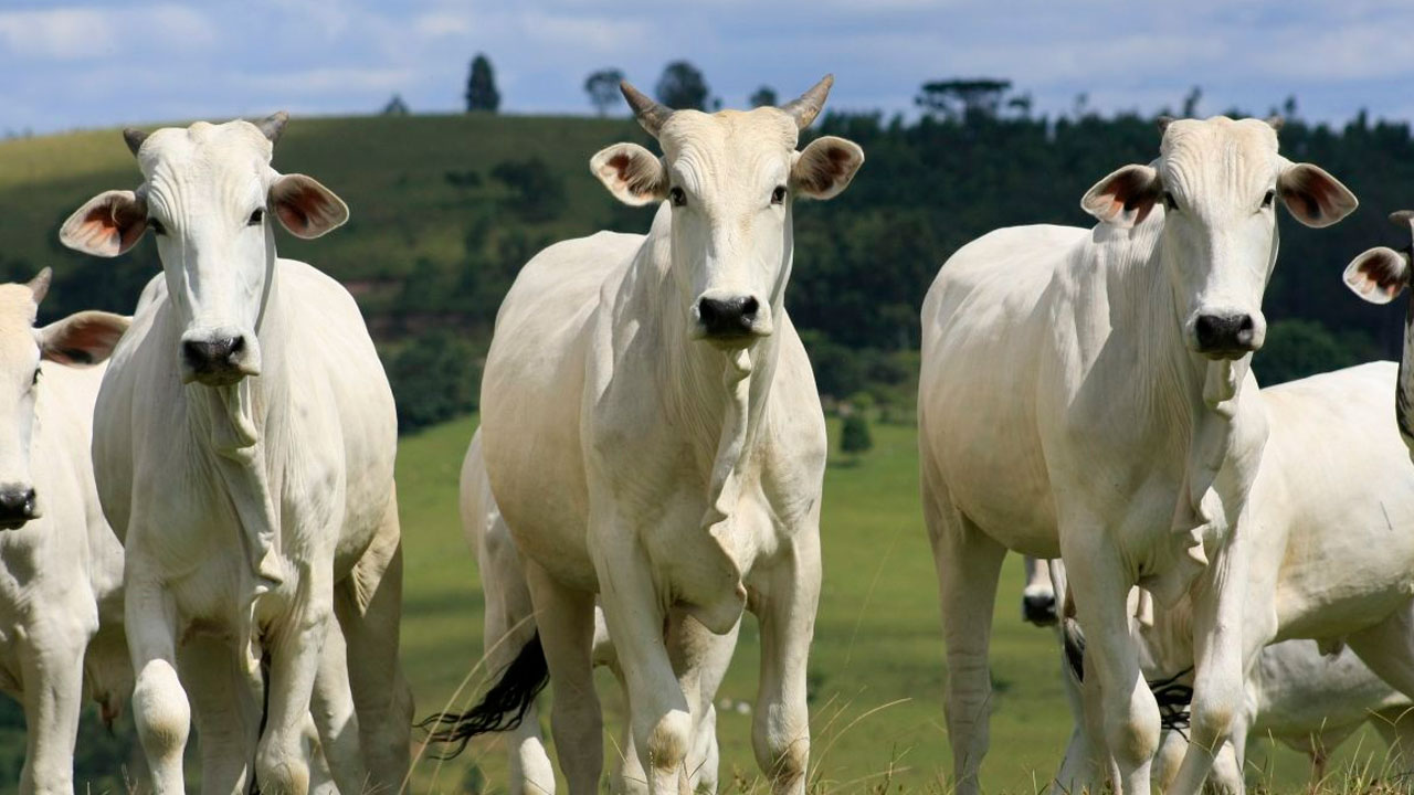 Boi/Cepea: Em 2024, preços devem depender da oferta