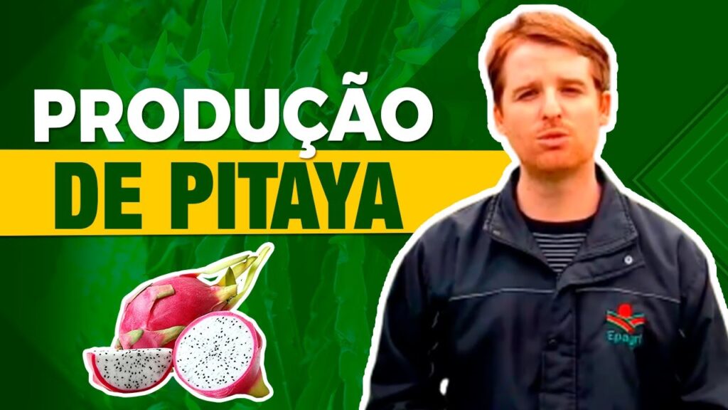pitaya dicas com ricardo martins