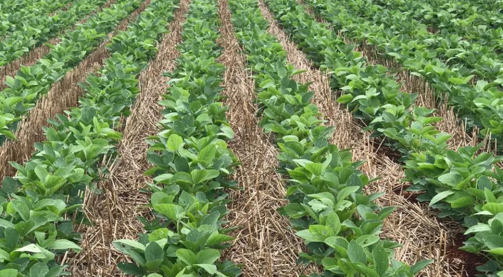 Você está visualizando atualmente Plano ABC+: como a educação aliada a práticas de baixa emissão de carbono pode transformar o agronegócio