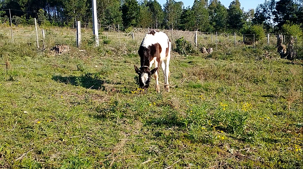 Planta Maria-Mole: perigo para o gado.