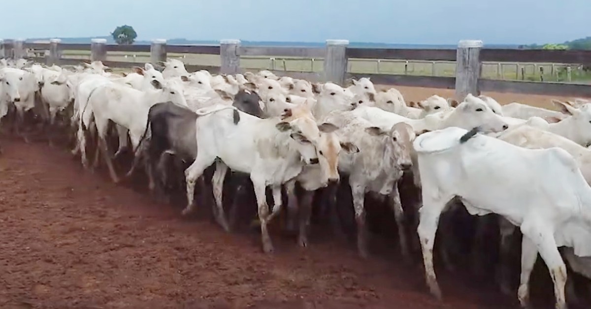 Poder de compra crescente em janeiro/24.