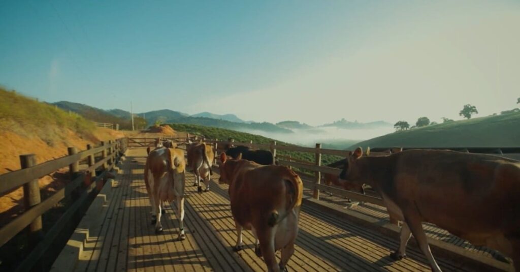 Gado Jersey é uma boa opção para dar início a uma produção leiteira no Nordeste?