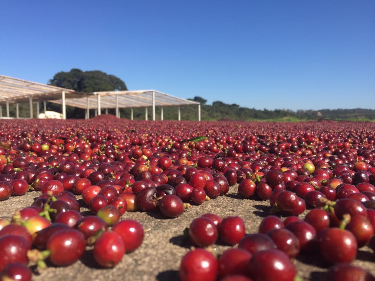 Pós-colheita: um checklist para qualidade