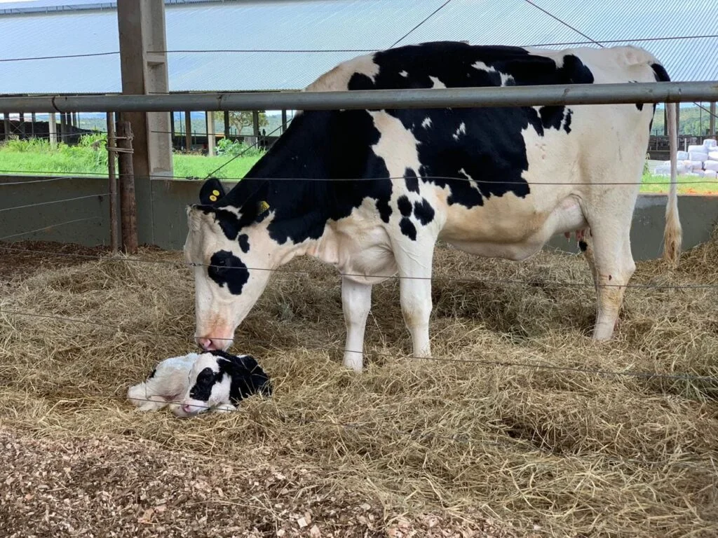 Pré-sincronização para concepção segura. 15 Pré-sincronização para aumentar concepção/reduzir perdas gestacionais