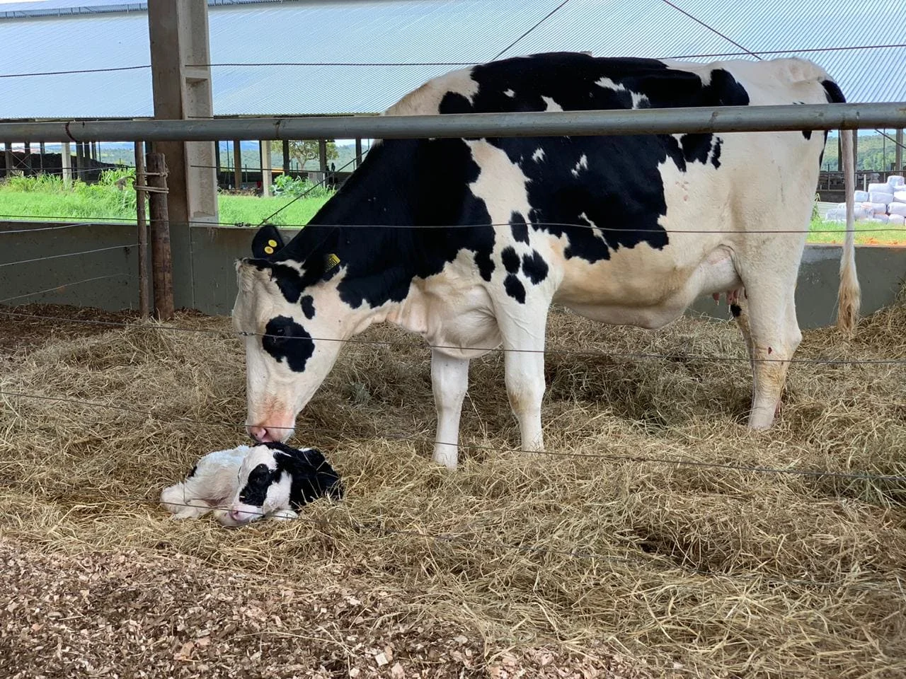 Pré-sincronização para concepção segura. 1 Pré-sincronização para aumentar concepção/reduzir perdas gestacionais
