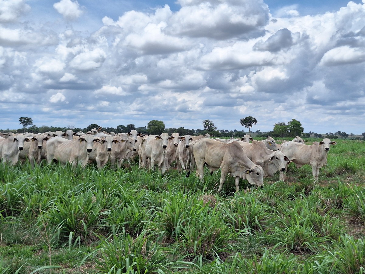 Preço do boi gordo sobe em Mato Grosso com melhora no escoamento | Boi