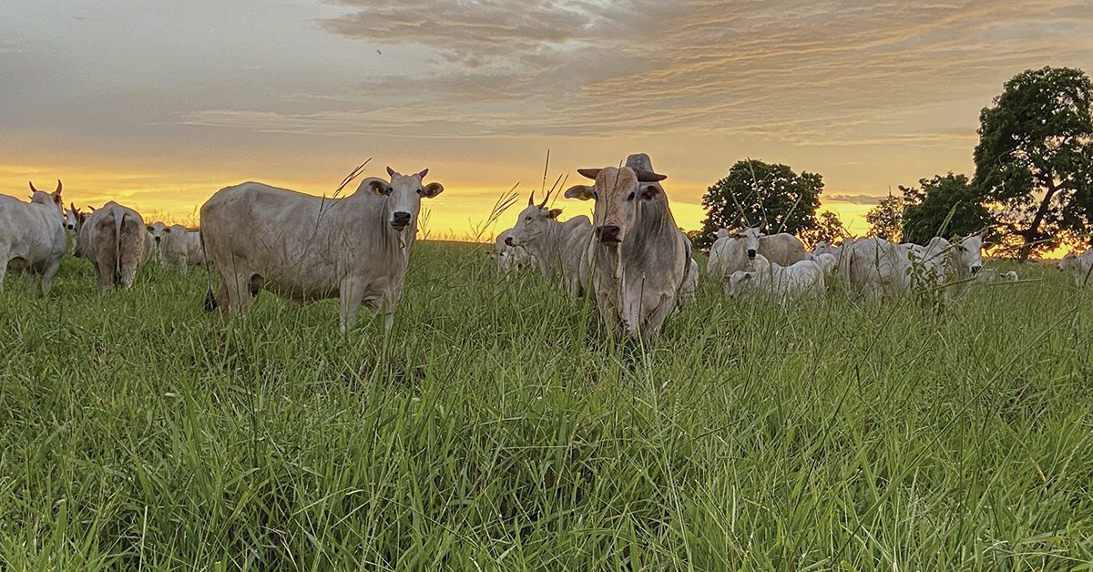 Preços do boi estáveis em SP, mas consumo fraco pressiona.