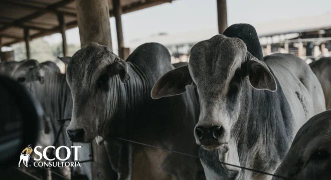 Praças paulistas mantêm mercado estável 7 precos estaveis mercado do boi em baixa em sao paulo