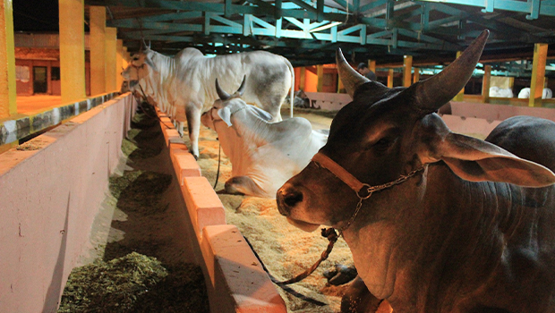 Prefeitura de Avaré pagará mais de R$ 150 mil em silagem para Emapa