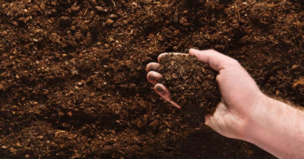 Turbinando a silagem: dicas de preparo de solo para potencializar sua forrageira