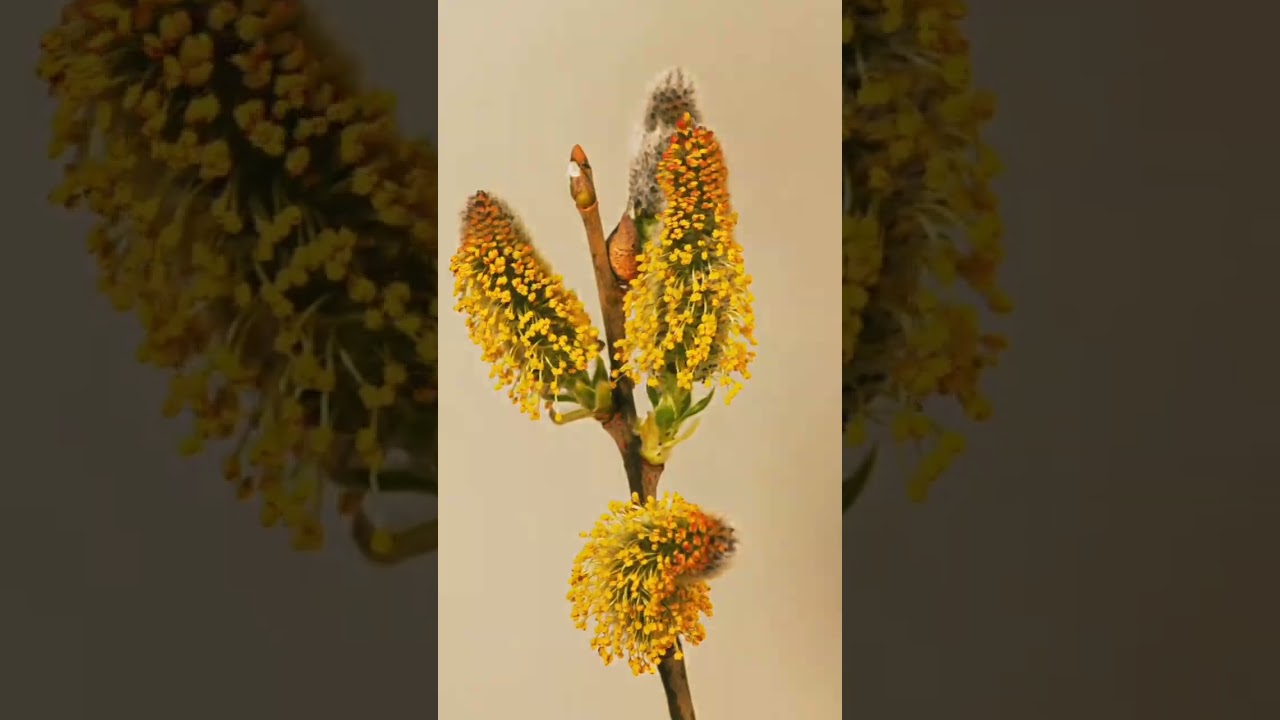 primavera em cores f09f8cb9f09f8cb7f09f8cbc