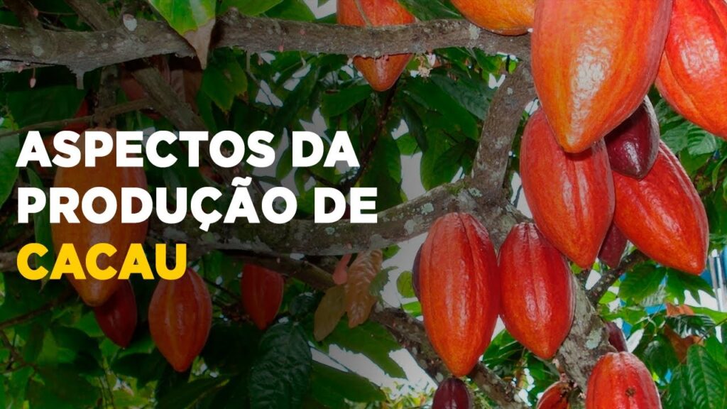 producao de cacau escolha de mudas de qualidade