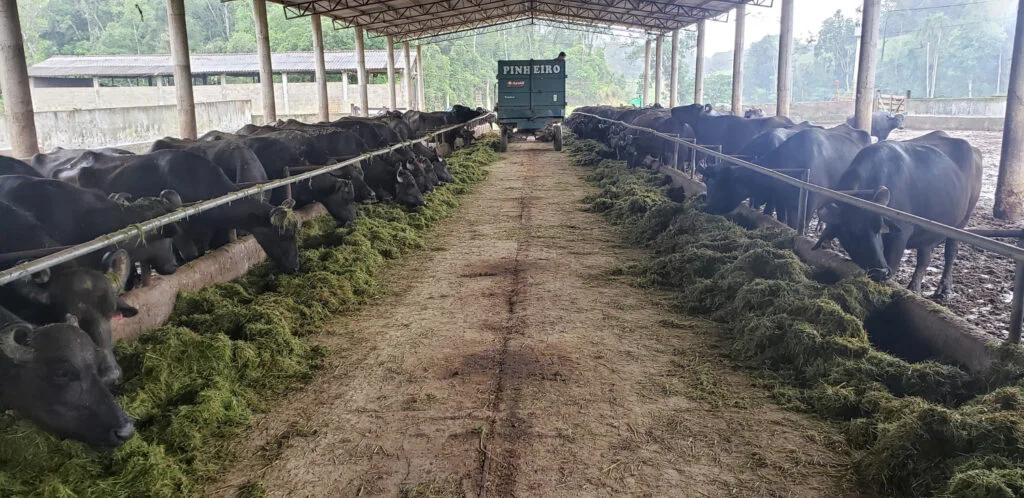 Laticínio processa 40 mil litros de leite de búfala por dia no Vale do Ribeira — CompreRural