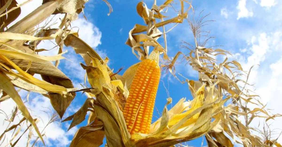 Produtores no Paraná iniciam o plantio da segunda safra de milho.