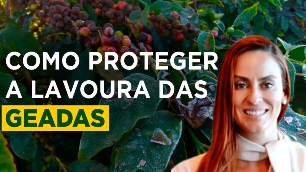 protecao contra geadas tudo que voce precisa saber