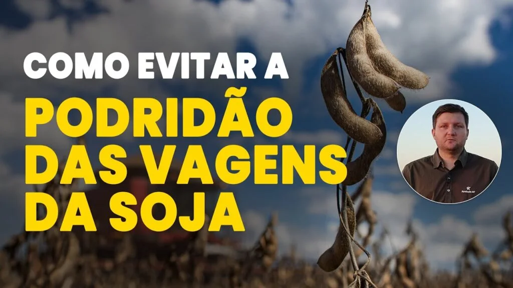 Proteja suas vagens de soja! 2 proteja suas vagens de soja