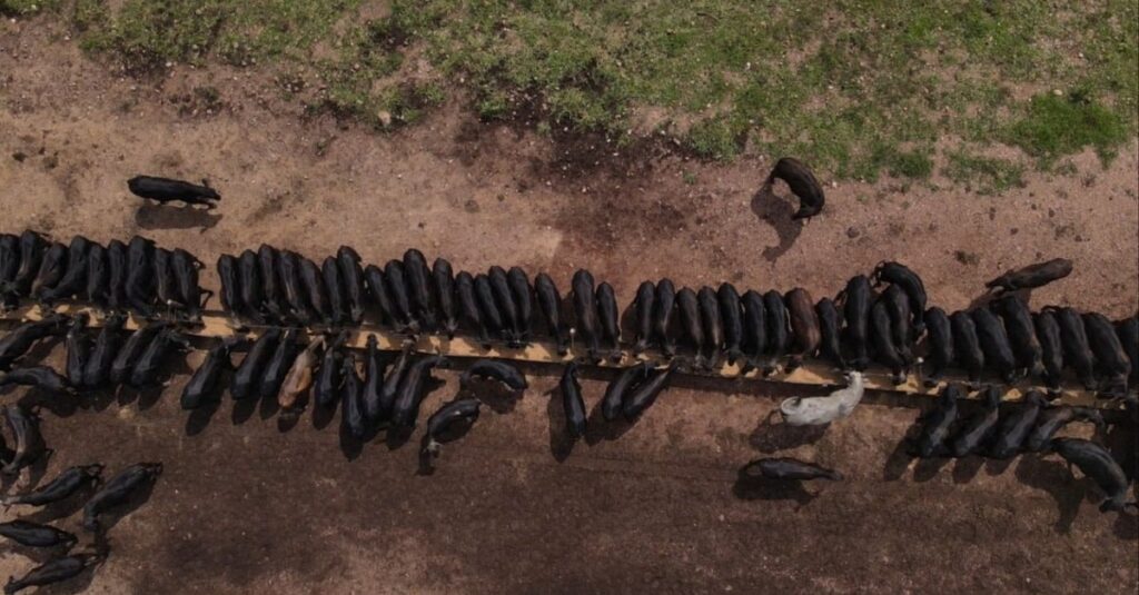 Qual a dieta ideal para novilhas? 5 Angus: qual a dieta ideal para o maior ganho de peso e o acabamento de novilhas?