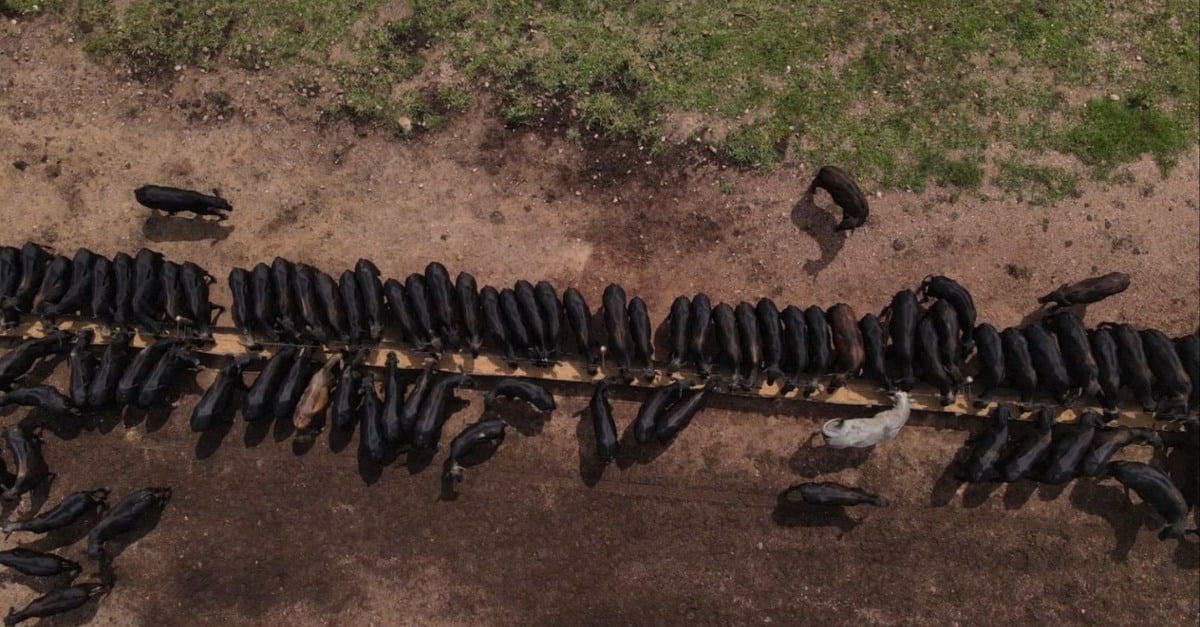 Qual a dieta ideal para novilhas?