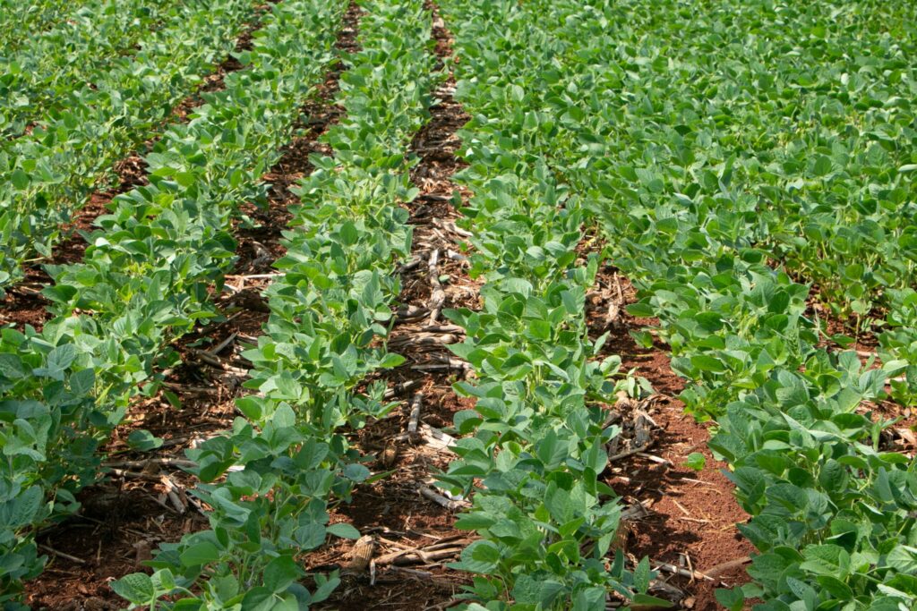 Semeadura da soja atinge 100% no Rio Grande do Sul