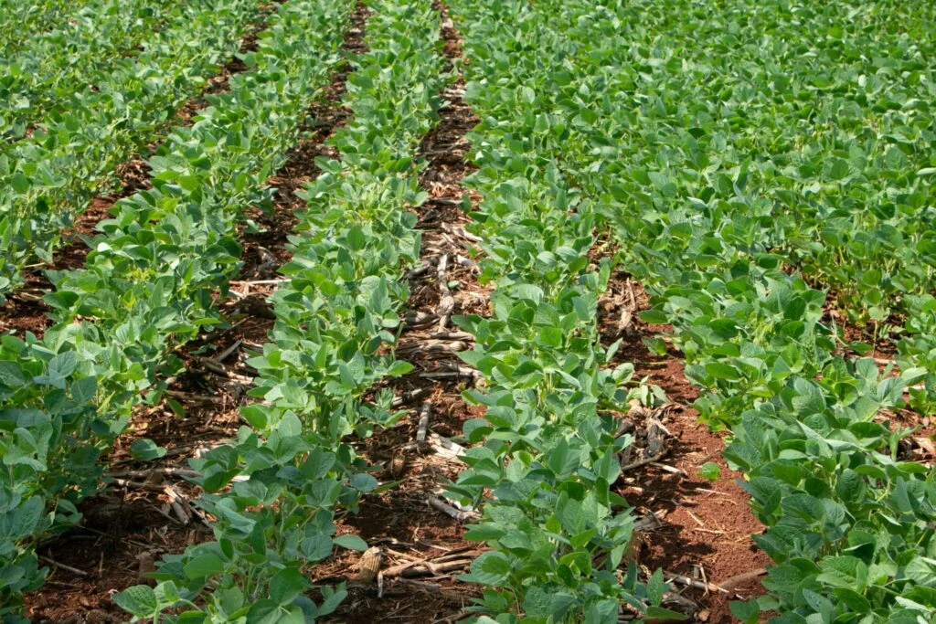 Qual o segredo do sucesso da semeadura da soja no Rio Grande do Sul? 15 Semeadura da soja atinge 100% no Rio Grande do Sul