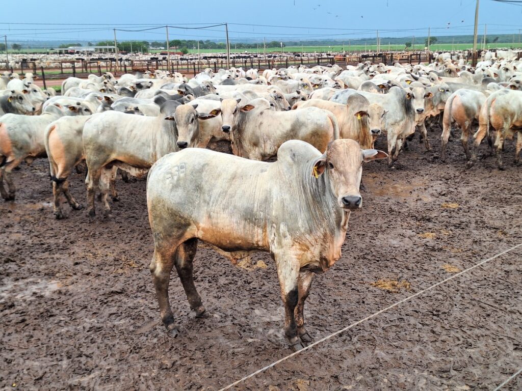 Arroba do boi gordo recua com demanda fraca e oferta um pouco maior | Boi