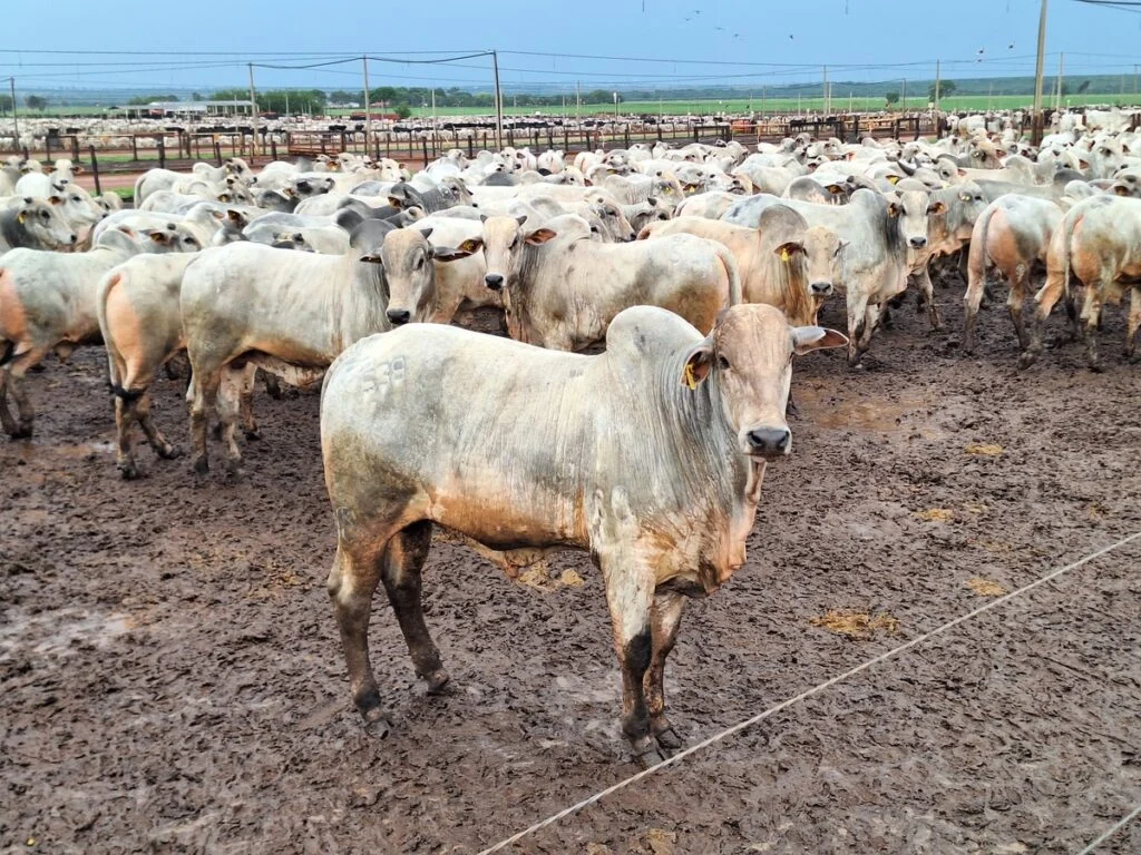 Arroba do boi gordo recua: saiba mais 10 Arroba do boi gordo recua com demanda fraca e oferta um pouco maior | Boi
