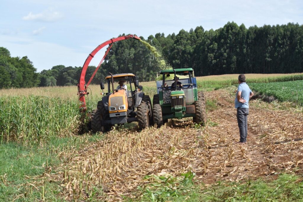 Quatro irmãos intensificam atividades de silagem de milho. Saiba mais! 1 Quatro Irmãos intensifica atividades de silagem de milho para fortalecer pecuária leiteira | AU ONLINE