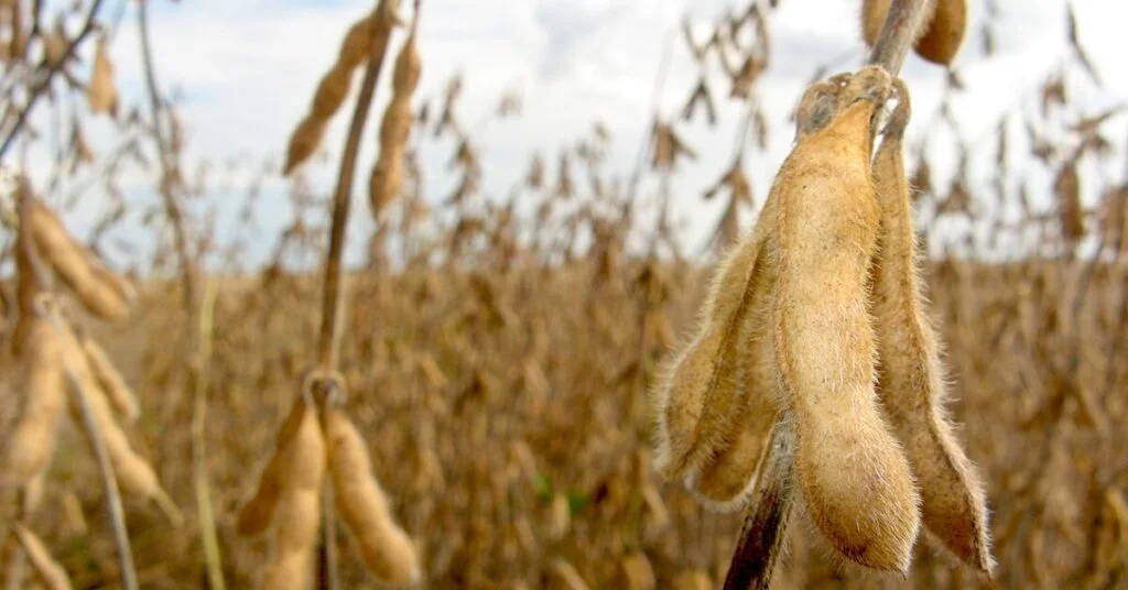 Quebra de safra na soja: o que esperar? 12 Vem aí quebra de safra na soja, prevê Agroconsult • Portal DBO