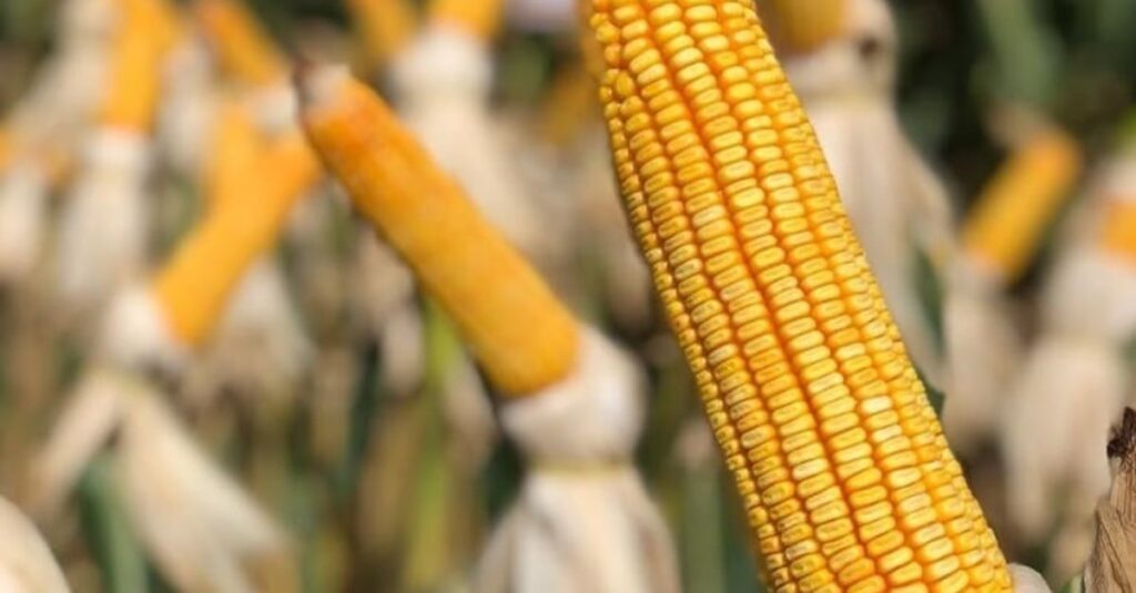 Queda nos preços do milho no Brasil! 4 Preços da saca de milho caem no Brasil; veja cotações