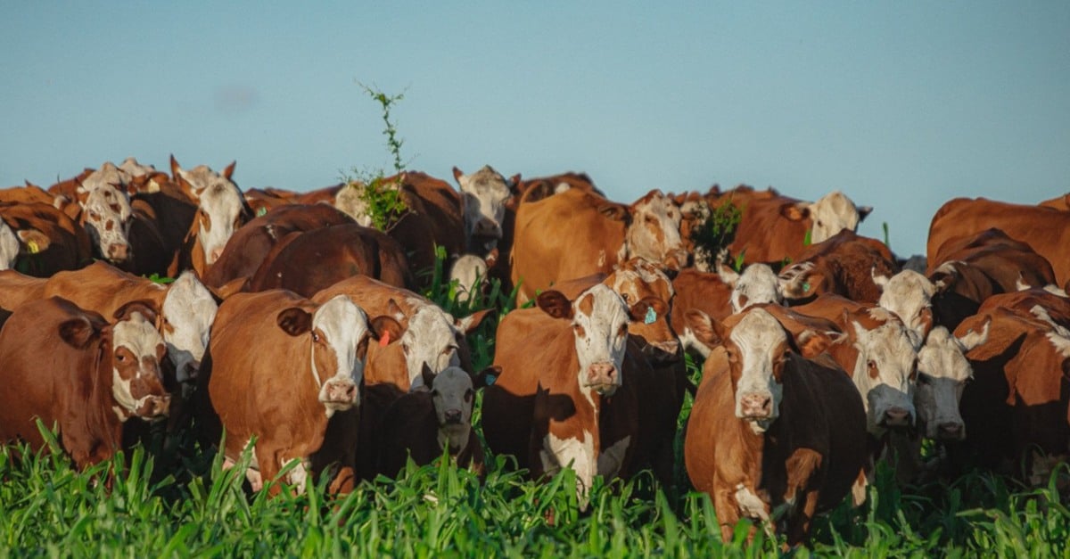 Raças hereford e braford em destaque!