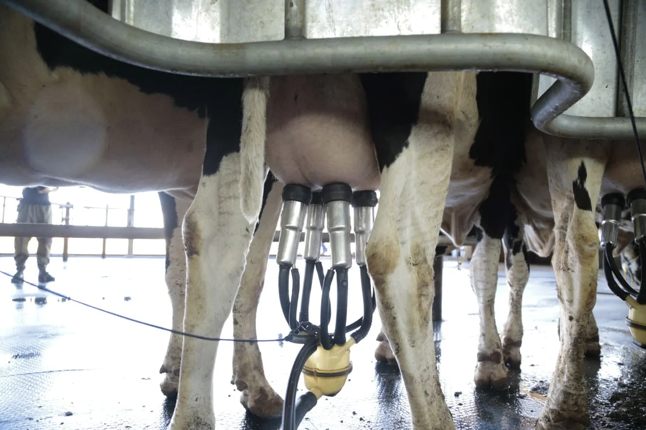 Reduzindo custos na produção leiteira Estratégias para redução de custos na produção de leite