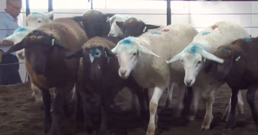 'Rematão' oferta mais de 600 animais • Portal DBO