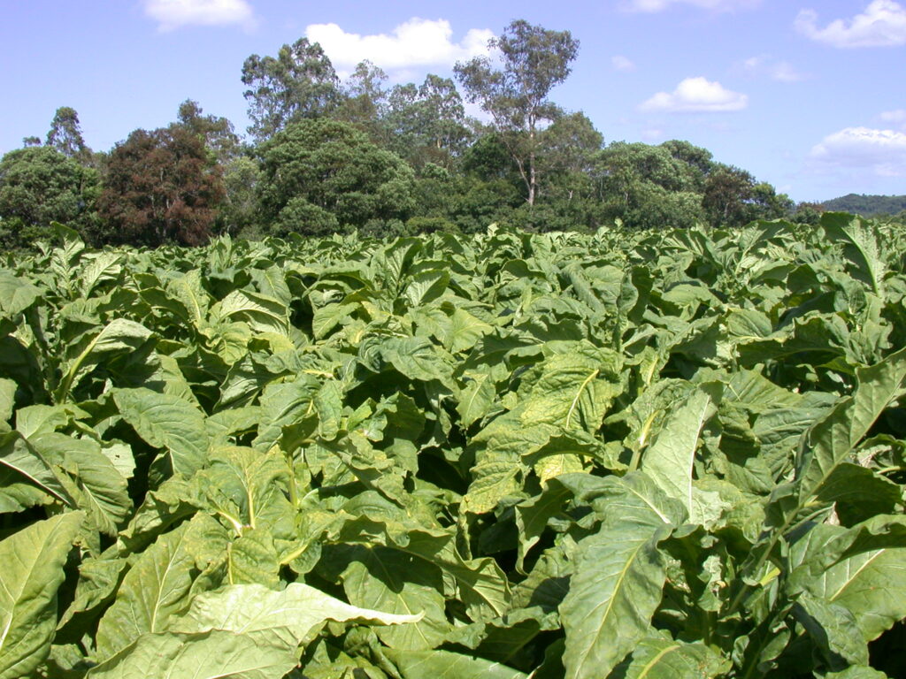 Reuniões sobre preço ocorrem nos dias 15 e 16 - 11/01/2024 | Afubra