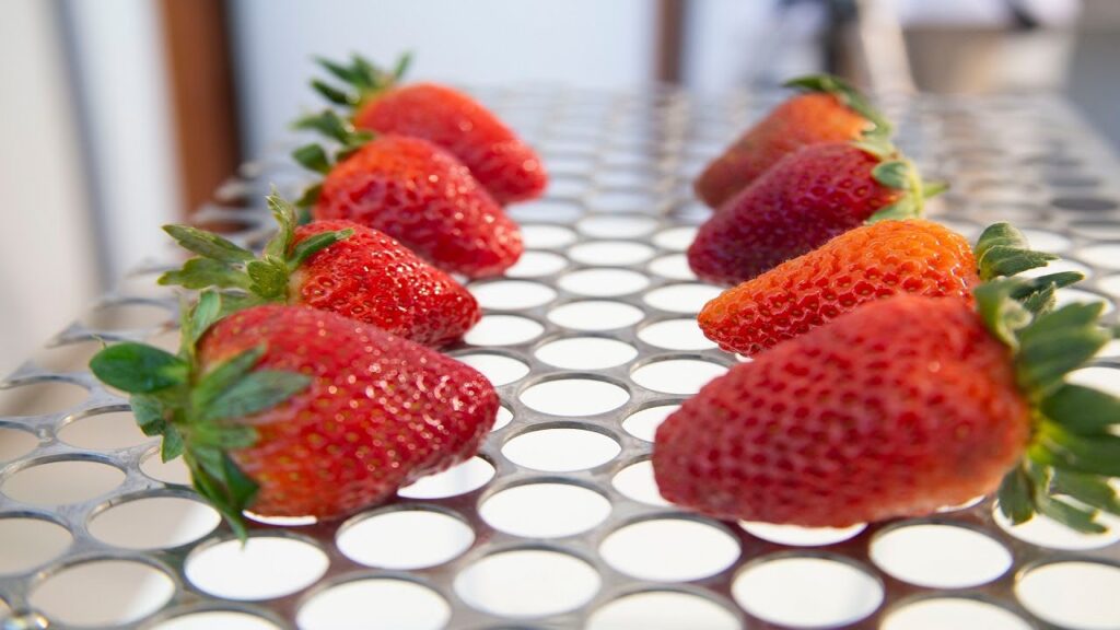 revestimento natural prolonga vida util do morango