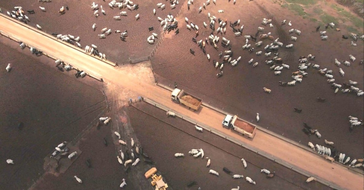 Reviravolta na pecuária: 2024