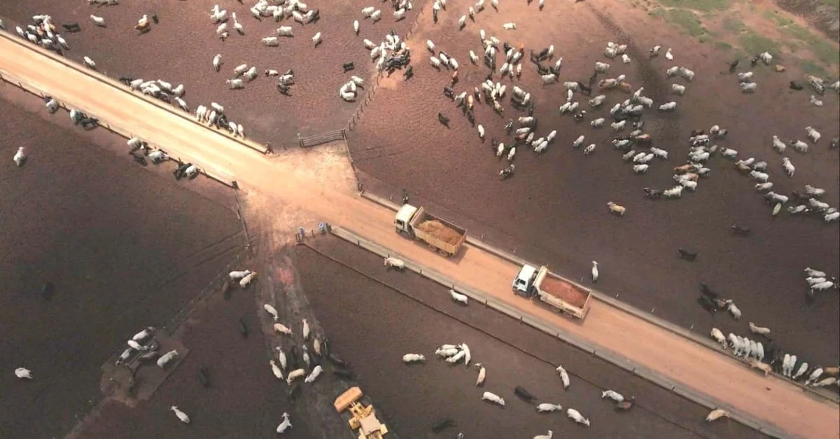 Reviravolta na pecuária: 2024 39 2024: o ano da reviravolta na pecuária com melhores preços de insumos