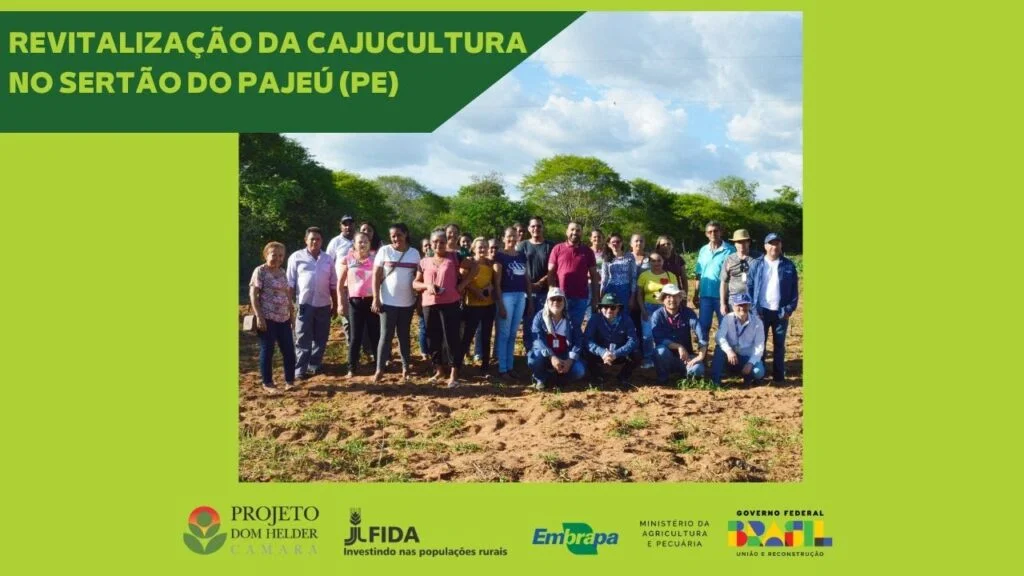 Revitalização da cajucultura no Sertão do Pajeú (PE) 2 revitalizacao da cajucultura no sertao do pajeu pe