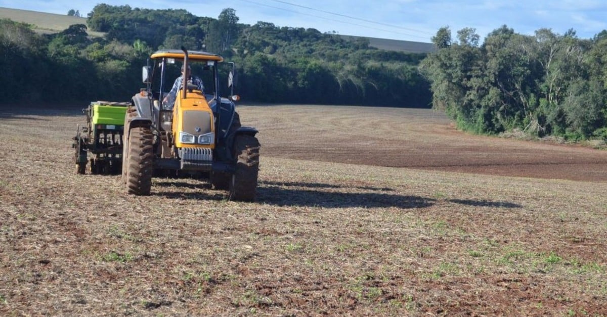 Risco na fazenda: sementes piratas no pasto