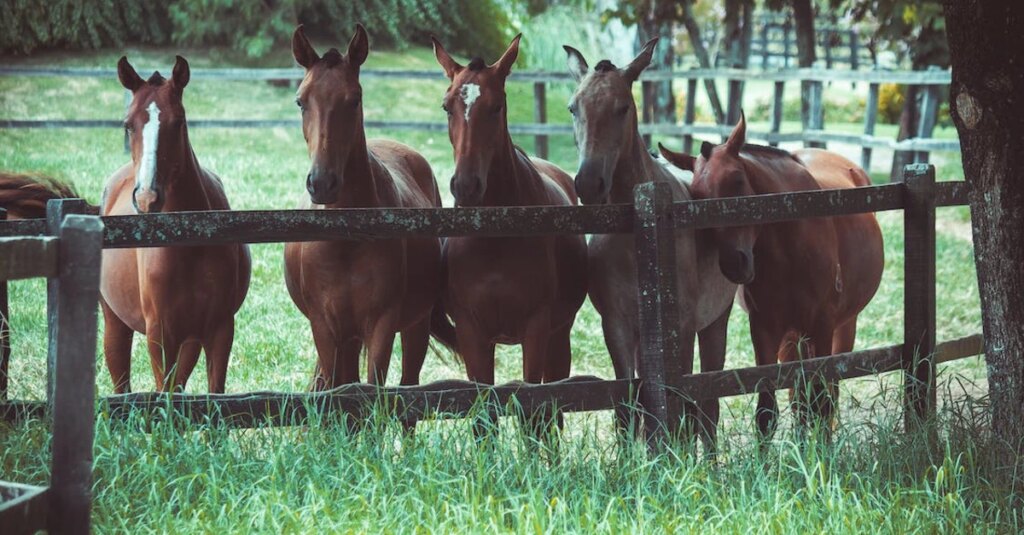RS confirma primeiro caso de Encefalite Equina